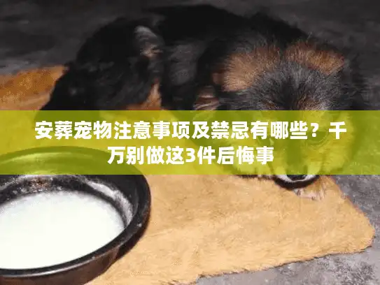 安葬宠物注意事项及禁忌有哪些？千万别做这3件后悔事
