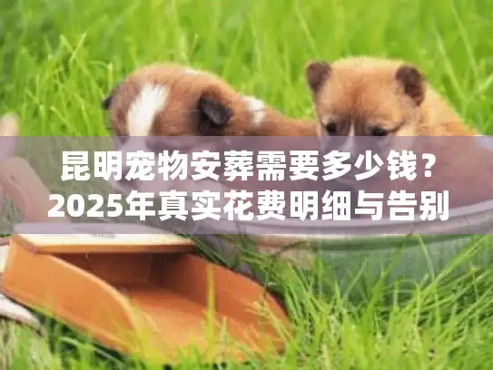 昆明宠物安葬需要多少钱？2025年真实花费明细与告别仪式避坑