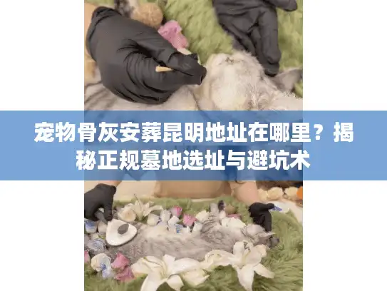 宠物骨灰安葬昆明地址在哪里？揭秘正规墓地选址与避坑术