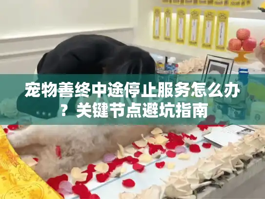 宠物善终中途停止服务怎么办？关键节点避坑指南