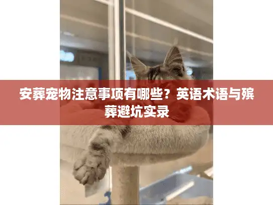 安葬宠物注意事项有哪些？英语术语与殡葬避坑实录