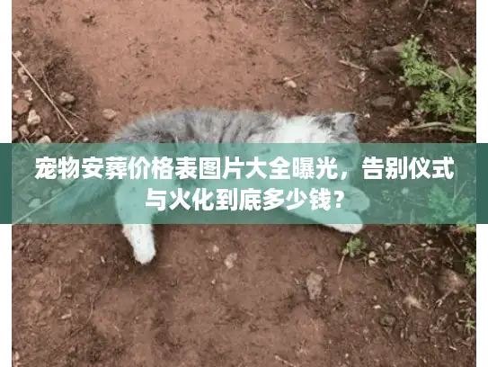 宠物安葬价格表图片大全曝光，告别仪式与火化到底多少钱？