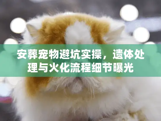 安葬宠物避坑实操，遗体处理与火化流程细节曝光
