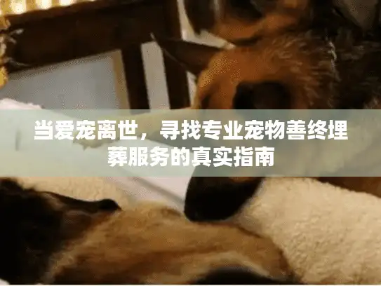 当爱宠离世，寻找专业宠物善终埋葬服务的真实指南