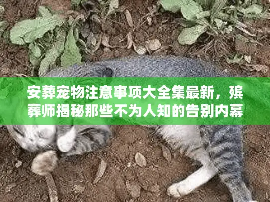 安葬宠物注意事项大全集最新，殡葬师揭秘那些不为人知的告别内幕