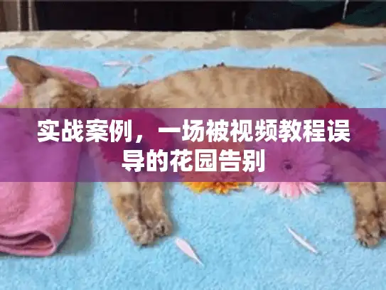 实战案例，一场被视频教程误导的花园告别