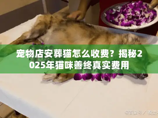 宠物店安葬猫怎么收费？揭秘2025年猫咪善终真实费用