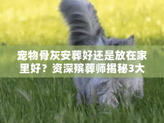 宠物骨灰安葬好还是放在家里好？资深殡葬师揭秘3大决策误区