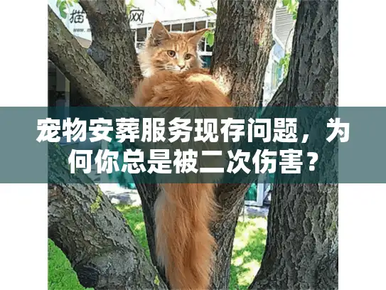 宠物安葬服务现存问题，为何你总是被二次伤害？
