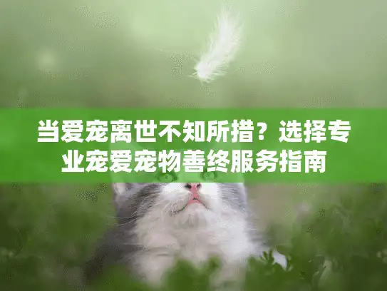当爱宠离世不知所措？选择专业宠爱宠物善终服务指南