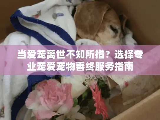 当爱宠离世不知所措？选择专业宠爱宠物善终服务指南