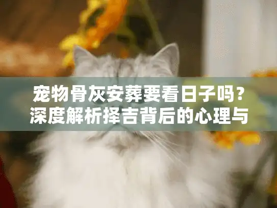 宠物骨灰安葬要看日子吗？深度解析择吉背后的心理与实战门道