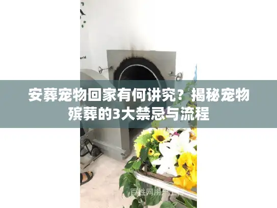 安葬宠物回家有何讲究？揭秘宠物殡葬的3大禁忌与流程