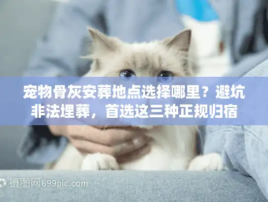 宠物骨灰安葬地点选择哪里？避坑非法埋葬，首选这三种正规归宿