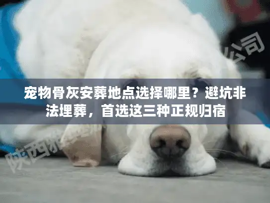 宠物骨灰安葬地点选择哪里？避坑非法埋葬，首选这三种正规归宿