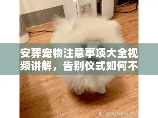 安葬宠物注意事项大全视频讲解，告别仪式如何不留遗憾？