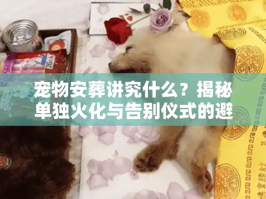 宠物安葬讲究什么？揭秘单独火化与告别仪式的避坑真相