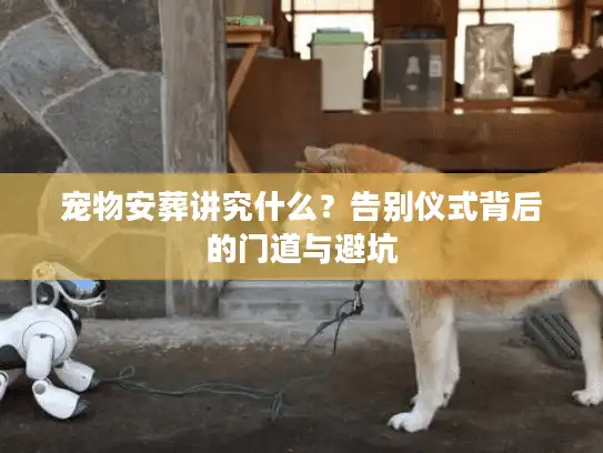宠物安葬讲究什么？告别仪式背后的门道与避坑