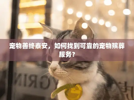 宠物善终泰安，如何找到可靠的宠物殡葬服务？