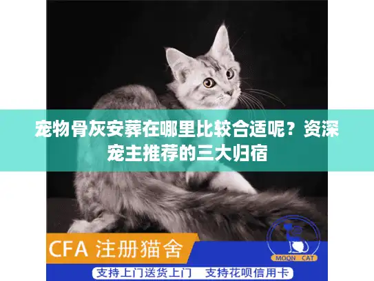 宠物骨灰安葬在哪里比较合适呢？资深宠主推荐的三大归宿