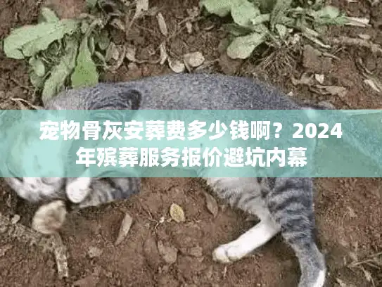 宠物骨灰安葬费多少钱啊？2024年殡葬服务报价避坑内幕