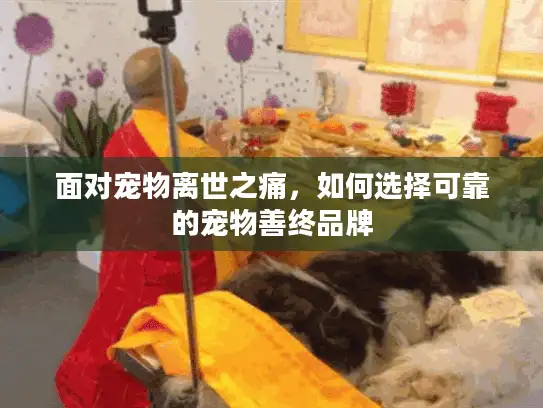 面对宠物离世之痛，如何选择可靠的宠物善终品牌