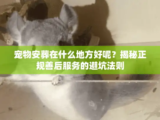 宠物安葬在什么地方好呢？揭秘正规善后服务的避坑法则