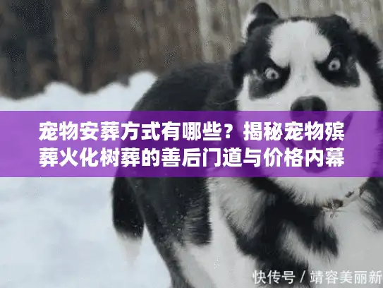 宠物安葬方式有哪些？揭秘宠物殡葬火化树葬的善后门道与价格内幕