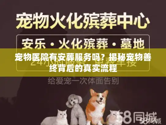 宠物医院有安葬服务吗？揭秘宠物善终背后的真实流程