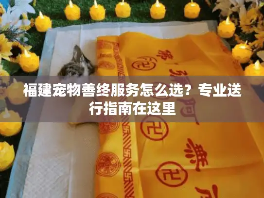 福建宠物善终服务怎么选？专业送行指南在这里