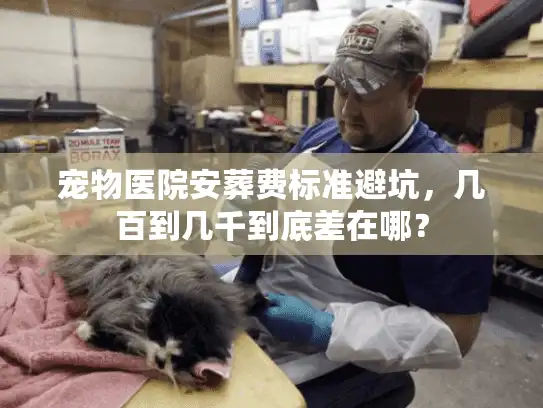 宠物医院安葬费标准避坑，几百到几千到底差在哪？