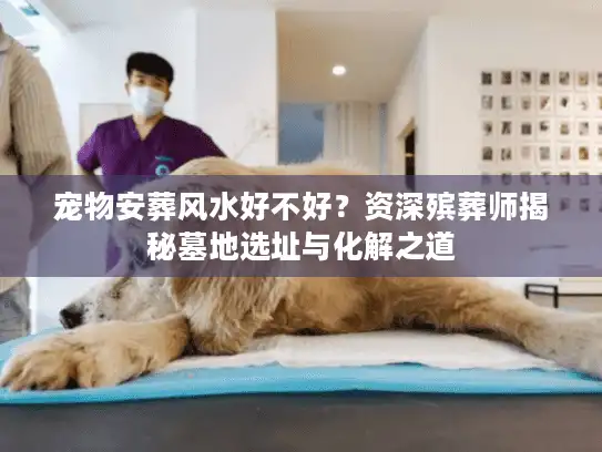 宠物安葬风水好不好？资深殡葬师揭秘墓地选址与化解之道
