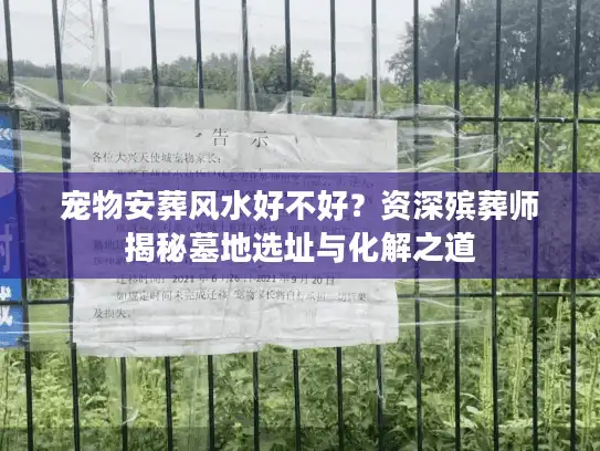宠物安葬风水好不好？资深殡葬师揭秘墓地选址与化解之道