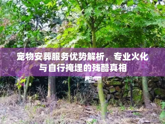 宠物安葬服务优势解析，专业火化与自行掩埋的残酷真相