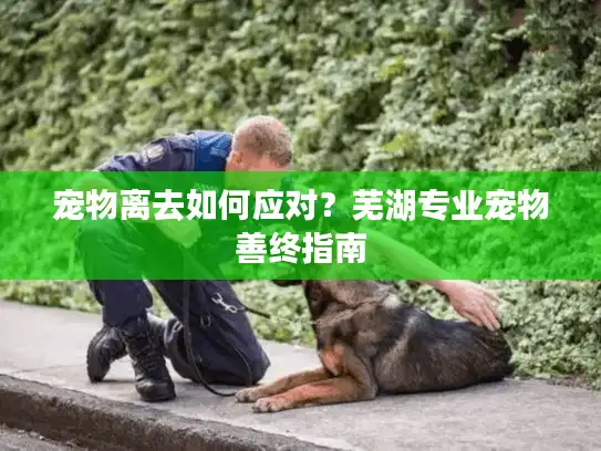 宠物离去如何应对？芜湖专业宠物善终指南