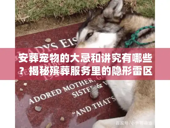 安葬宠物的大忌和讲究有哪些？揭秘殡葬服务里的隐形雷区与体面告别