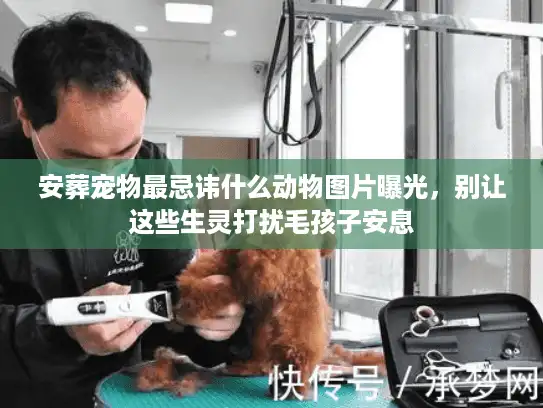 安葬宠物最忌讳什么动物图片曝光，别让这些生灵打扰毛孩子安息