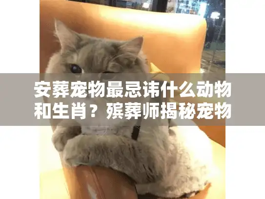 安葬宠物最忌讳什么动物和生肖？殡葬师揭秘宠物安葬风水大忌