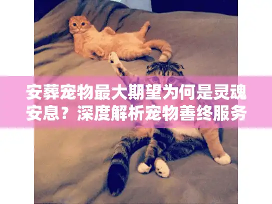 安葬宠物最大期望为何是灵魂安息？深度解析宠物善终服务
