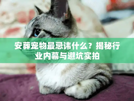 安葬宠物最忌讳什么？揭秘行业内幕与避坑实拍