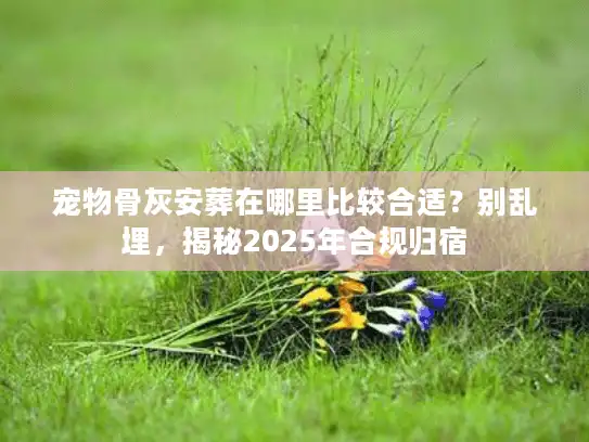 宠物骨灰安葬在哪里比较合适？别乱埋，揭秘2025年合规归宿