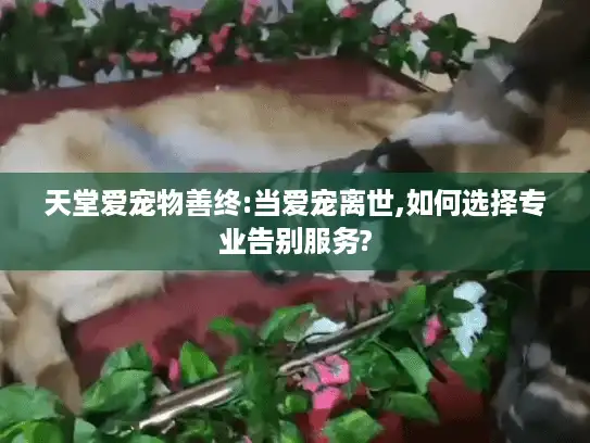 天堂爱宠物善终:当爱宠离世,如何选择专业告别服务?
