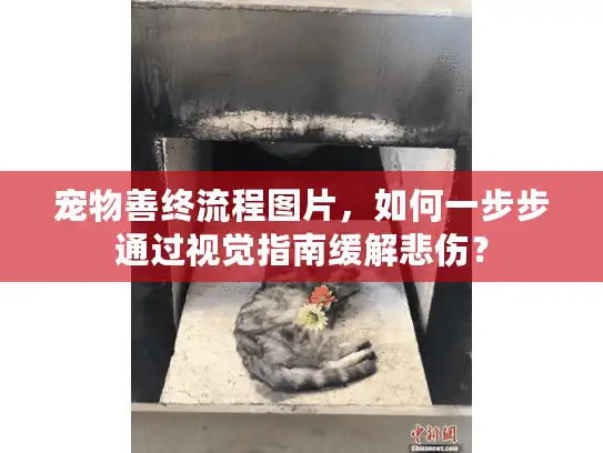 宠物善终流程图片，如何一步步通过视觉指南缓解悲伤？