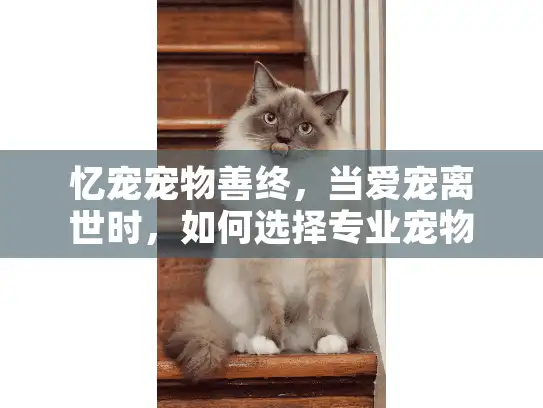 忆宠宠物善终，当爱宠离世时，如何选择专业宠物殡葬服务？