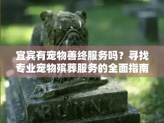 宜宾有宠物善终服务吗？寻找专业宠物殡葬服务的全面指南