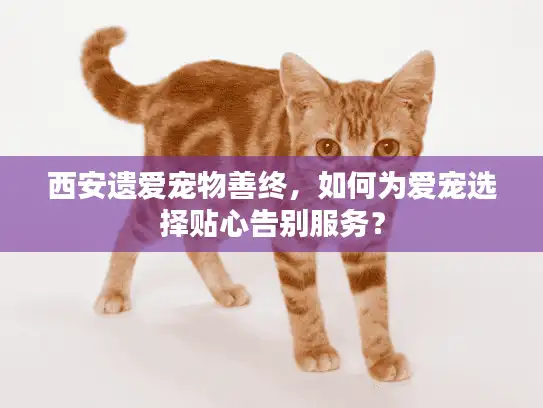 西安遗爱宠物善终，如何为爱宠选择贴心告别服务？