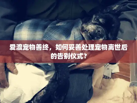 爱渡宠物善终，如何妥善处理宠物离世后的告别仪式？