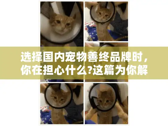 选择国内宠物善终品牌时，你在担心什么?这篇为你解开所有疑虑