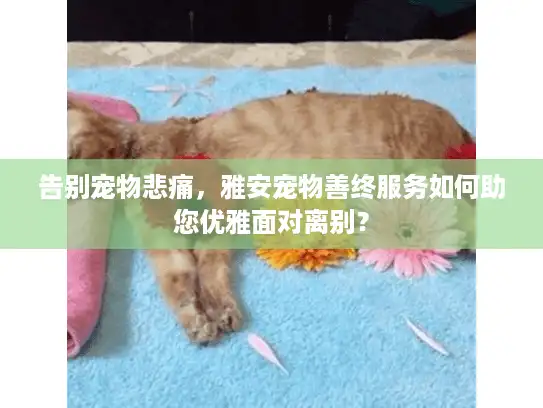 告别宠物悲痛，雅安宠物善终服务如何助您优雅面对离别？