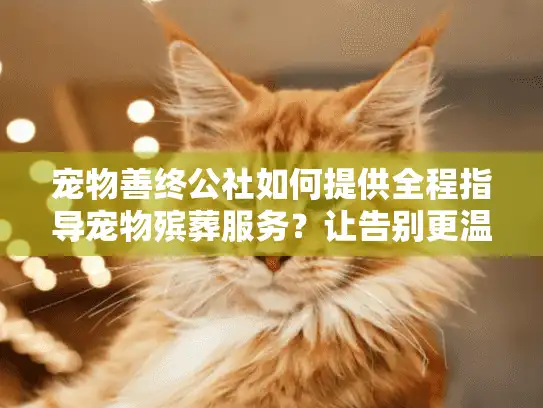 宠物善终公社如何提供全程指导宠物殡葬服务？让告别更温暖